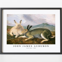 John James Audubon - Arctic Hare (ca. 1841)