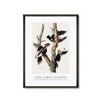 John James Audubon - Ivory-billed Woodpecker from Birds of America (1827)
