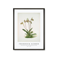 Frederick Sander - Cypripedium argus from Reichenbachia Orchids-1847-1920