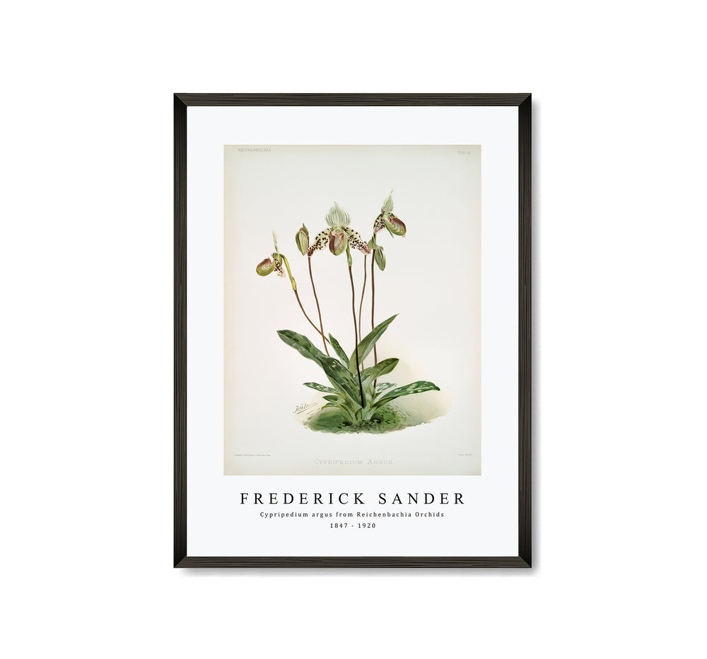 Frederick Sander - Cypripedium argus from Reichenbachia Orchids-1847-1920