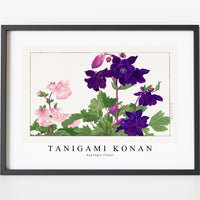 Tanigami konan - Aquilegia flower