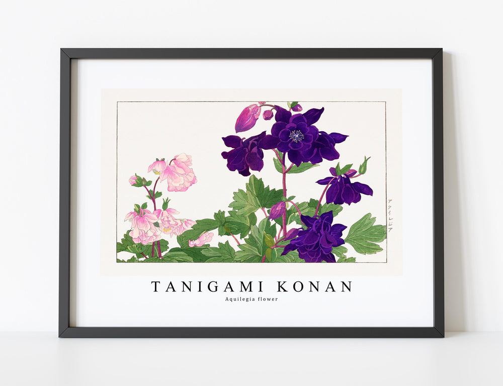 Tanigami konan - Aquilegia flower
