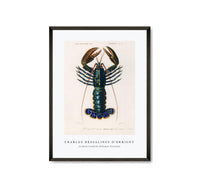 
              Charles Dessalines D'Orbigny - Crimson Crawfish (Palemon Ornatum)
            
