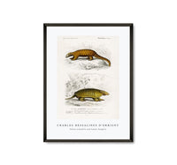 
              Charles Dessalines D'Orbigny - Yellow armadillo (Euphractus sexcinctus) and Indian Pangolin (Manis crassicaudata)
            