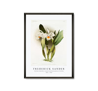 
              Frederick Sander - Cattleya eldorado crocata from Reichenbachia Orchids-1847-1920
            