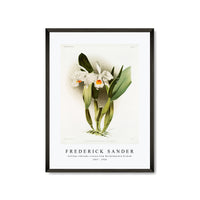 Frederick Sander - Cattleya eldorado crocata from Reichenbachia Orchids-1847-1920
