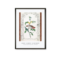 
              John James Audubon - Crimson fronted Purple Finch
            