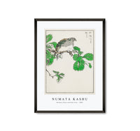 
              Numata Kashu - Barbary Dove and Oak Tree illustration from Pictorial Monograph of Birds (1885)
            