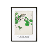 Numata Kashu - Barbary Dove and Oak Tree illustration from Pictorial Monograph of Birds (1885)