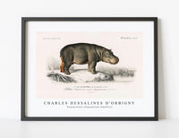 
              Charles Dessalines D'Orbigny - Hippopotamus (Hippopotame Amphibie)
            