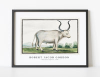 
              Robert Jacob Gordon - Bos taurus cape ox (1778)
            