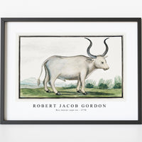 Robert Jacob Gordon - Bos taurus cape ox (1778)