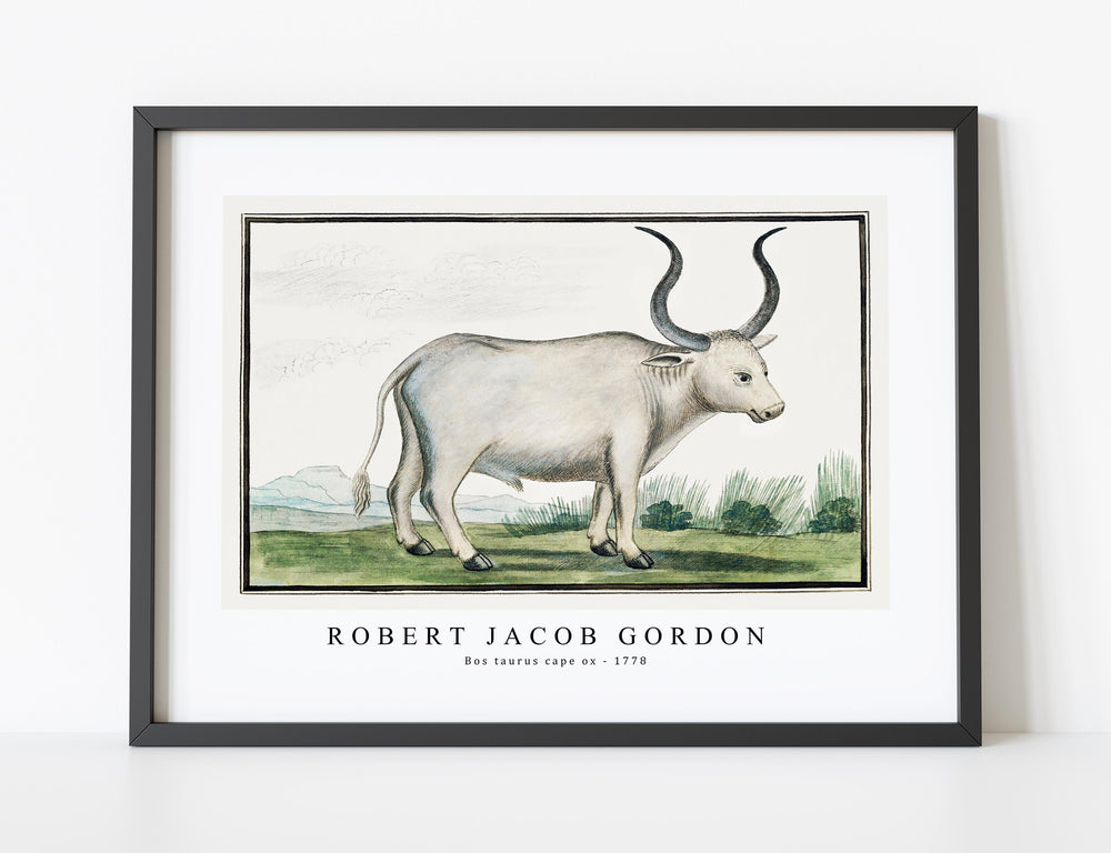 Robert Jacob Gordon - Bos taurus cape ox (1778)