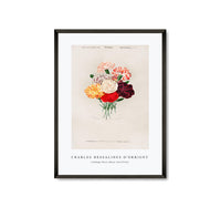 
              Charles Dessalines D'Orbigny - Cabbage Rose (Rosa Centifilia)
            