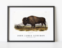 
              John James Audubon - American Bison (Bos Americanus) from the viviparous quadrupeds of North America (1845)
            