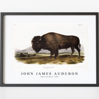 John James Audubon - American Bison (Bos Americanus) from the viviparous quadrupeds of North America (1845)