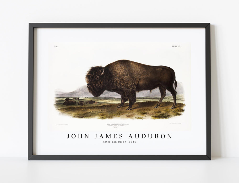 John James Audubon - American Bison (Bos Americanus) from the viviparous quadrupeds of North America (1845)