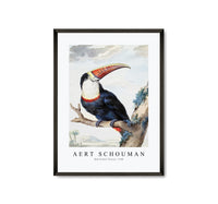 
              Aert schouman - Red-billed Toucan-1748
            