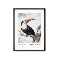 Aert schouman - Red-billed Toucan-1748