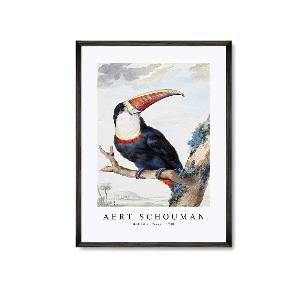 Aert schouman - Red-billed Toucan-1748