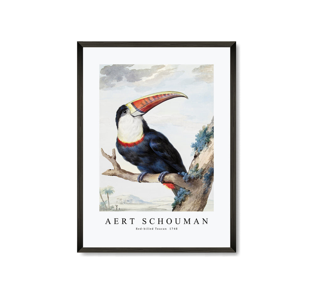 Aert schouman - Red-billed Toucan-1748