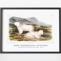 John Woodhouse Audubon - Rocky Mountain Goat (Capra Americana) from the viviparous quadrupeds of North America (1845)