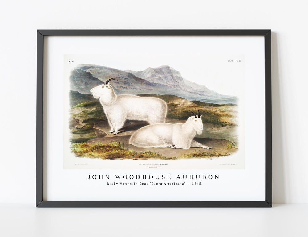 John Woodhouse Audubon - Rocky Mountain Goat (Capra Americana) from the viviparous quadrupeds of North America (1845)