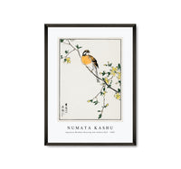 
              Numata Kashu - Japanese Meadow Bunting and Golden Ball illustration from Pictorial Monograph of Birds (1885)
            