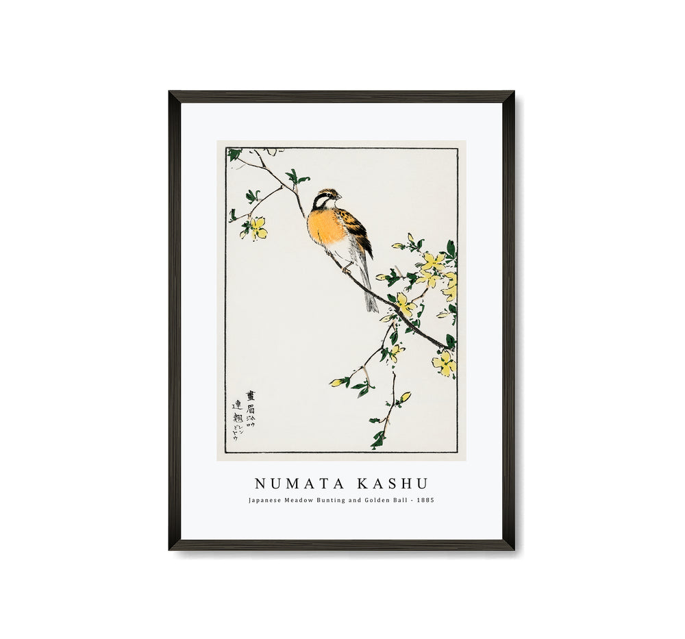 Numata Kashu - Japanese Meadow Bunting and Golden Ball illustration from Pictorial Monograph of Birds (1885)