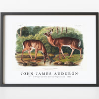 John James Audubon - Deer or Virginian Deer (Cervus Virginianus)(1845)
