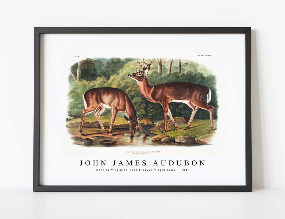 John James Audubon - Deer or Virginian Deer (Cervus Virginianus)(1845)