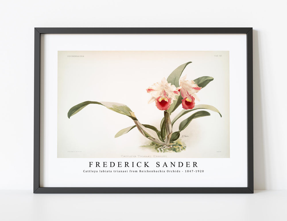 Frederick Sander - Cattleya labiata trianaei from Reichenbachia Orchids-1847-1920