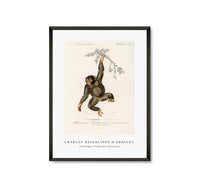 
              Charles Dessalines D'Orbigny - Chimpangze (Troglodyte Chimpanze)
            