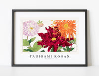 
              Tanigami konan - Dahlia flower
            