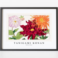 Tanigami konan - Dahlia flower