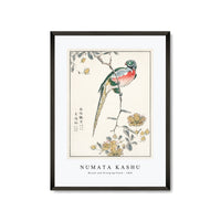 Numata Kashu - Macaw and Drooping Peach illustration from Pictorial Monograph of Birds (1885)