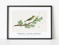 
              Robert Jacob Gordon - Zosterops pallidus Orange River white-eye (1777–1786)
            