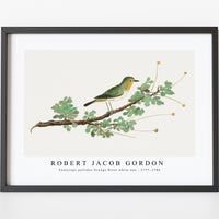 Robert Jacob Gordon - Zosterops pallidus Orange River white-eye (1777–1786)