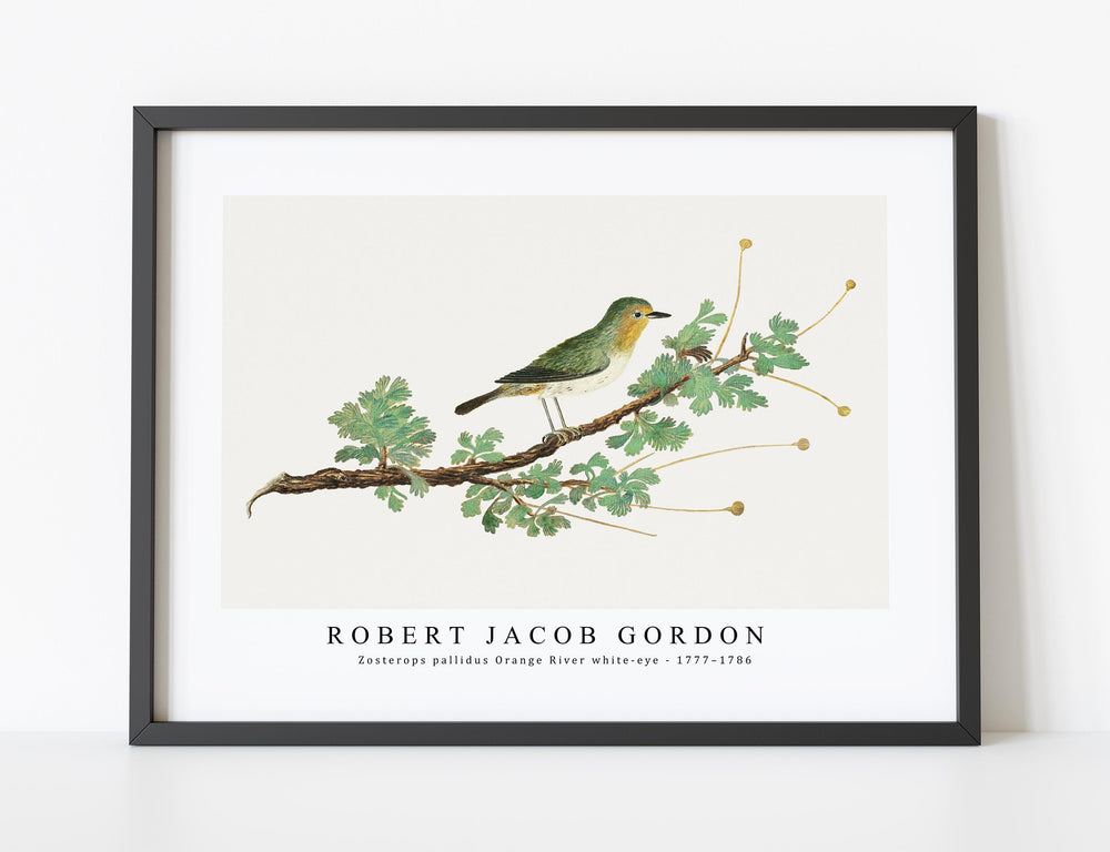 Robert Jacob Gordon - Zosterops pallidus Orange River white-eye (1777–1786)