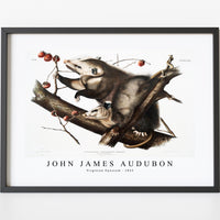 John James Audubon - Virginian Opossum