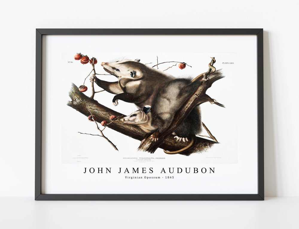 John James Audubon - Virginian Opossum