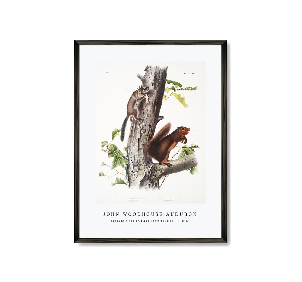 John Woodhouse Audubon - Fremont's Squirrel (Sciurus Fremonsii) and Sooty Squirrel (Sciurus fuliginosus) from the viviparous quadrupeds of North America (1845)