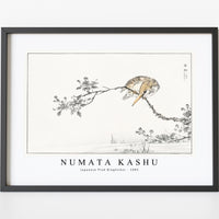 Numata Kashu - Japanese Pied Kingfisher illustration from Pictorial Monograph of Birds (1885)