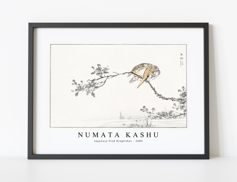 Numata Kashu - Japanese Pied Kingfisher illustration from Pictorial Monograph of Birds (1885)