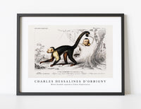 
              Charles Dessalines D'Orbigny - White-headed capuchin (Cebus Hypoleucus)
            
