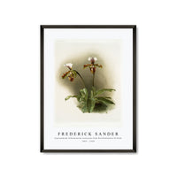 Frederick Sander - Cypripedium lathamianum inversum from Reichenbachia Orchids-1847-1920