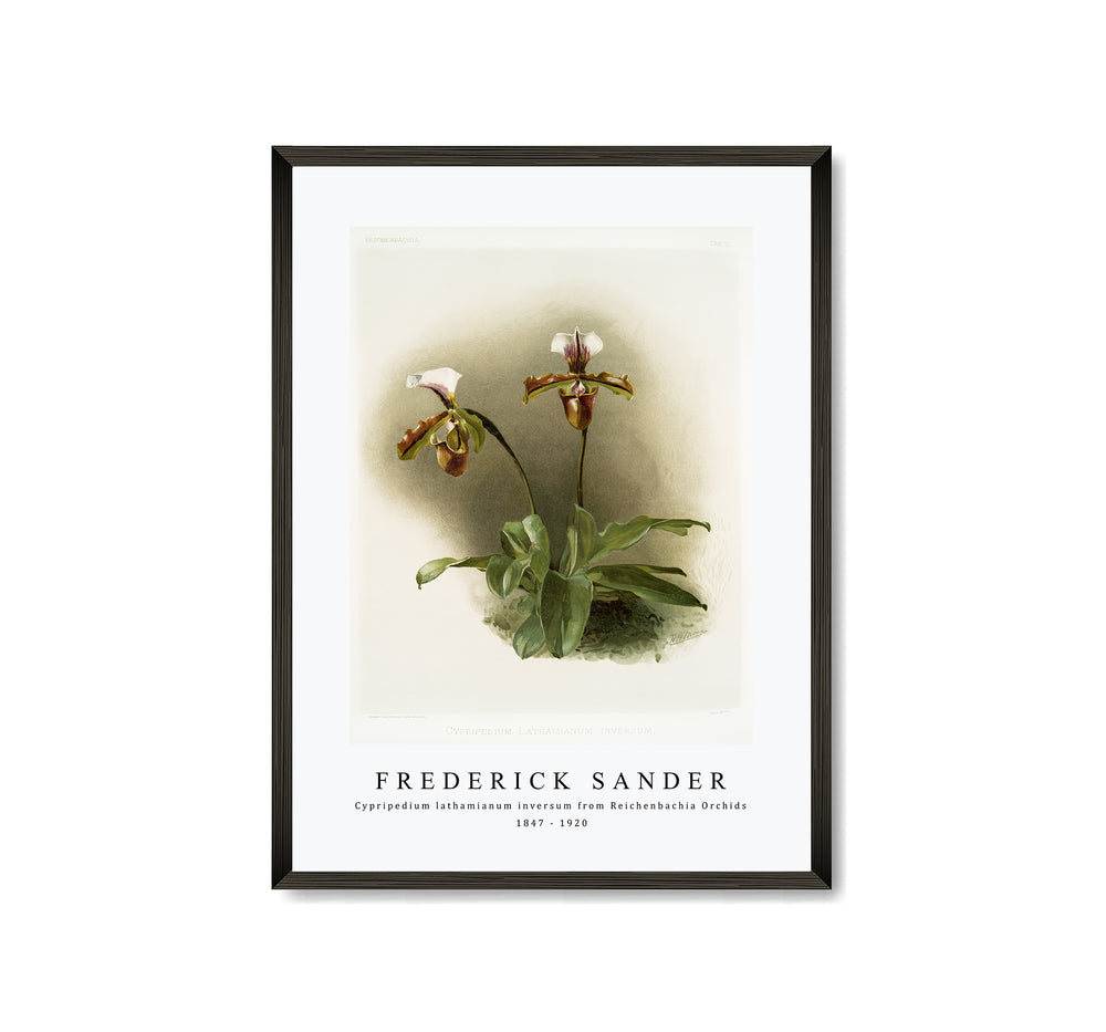Frederick Sander - Cypripedium lathamianum inversum from Reichenbachia Orchids-1847-1920