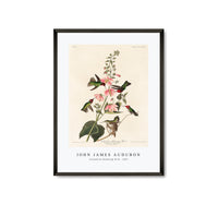 
              John James audubon - Columbian Humming Bird from Birds of America (1827)
            
