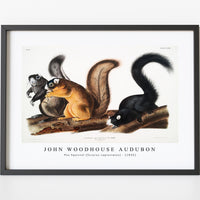 John Woodhouse Audubon - Fox Squirrel (Sciurus capistratus) from the viviparous quadrupeds of North America (1845)