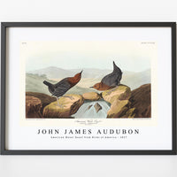 John James Audubon - American Water Ouzel from Birds of America (1827)